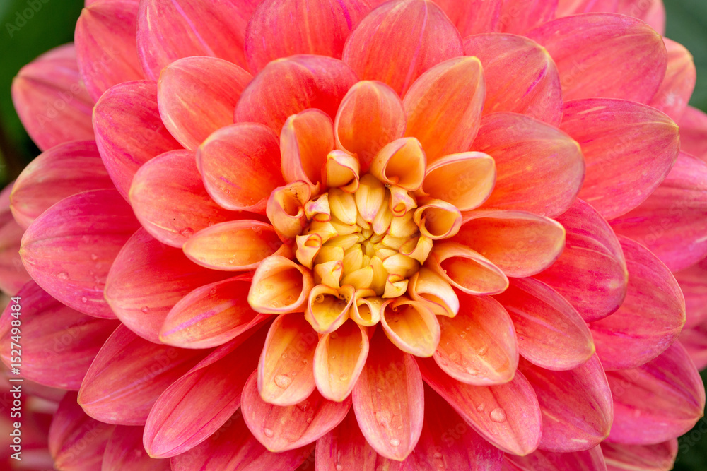 Fototapeta premium Dahlia flower close up. Flower texture, floral background. Postcard, wallpaper.