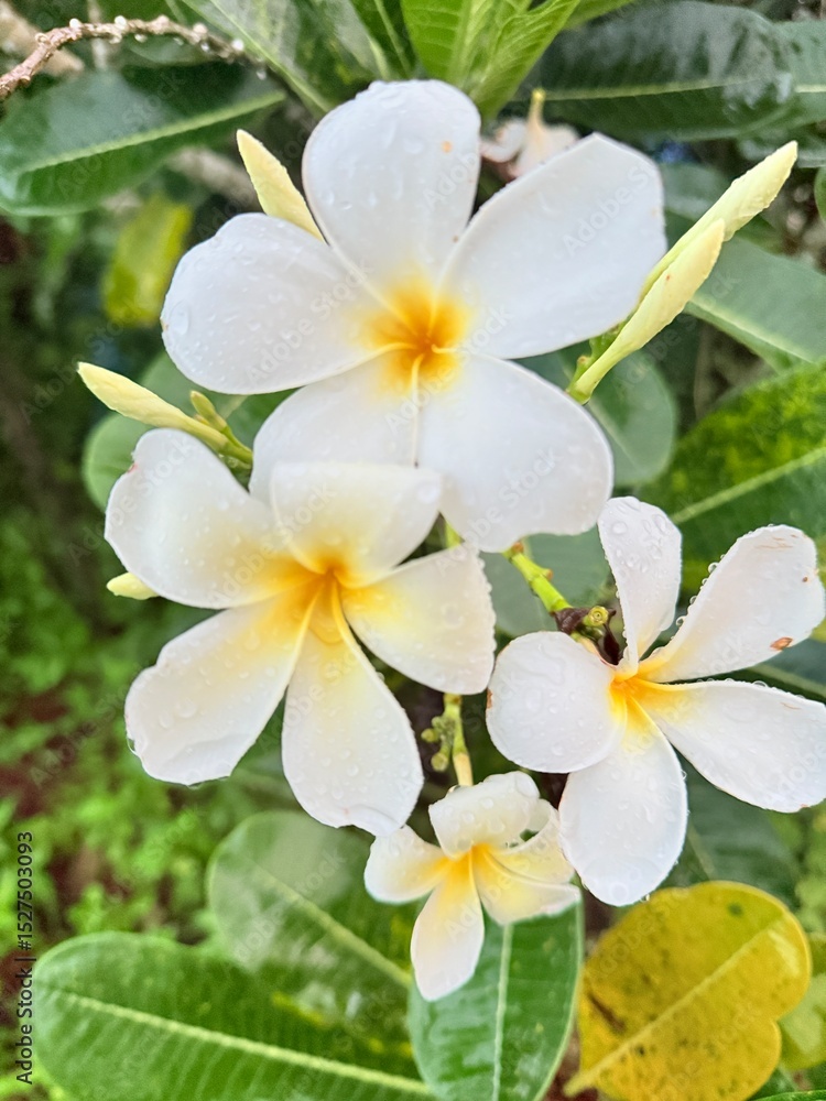 Fototapeta premium White frangipani flowers with a soft, sweet fragrance