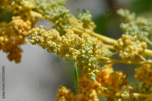 Fotografi Quinoa flower buds - Latin name - Chenopodium quinoa