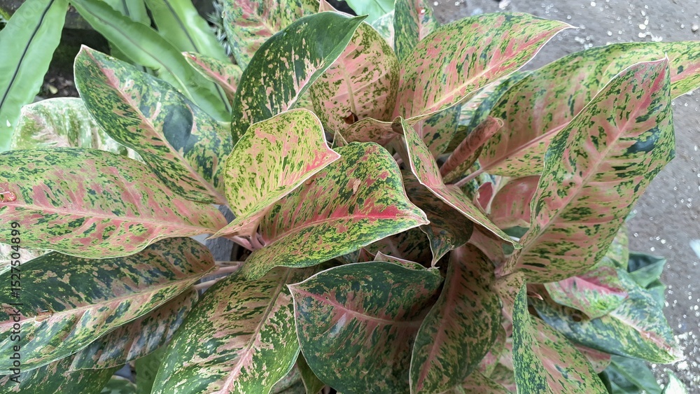 Obraz premium Vibrant variegated houseplant leaves in pink and green tones for interior design and decor