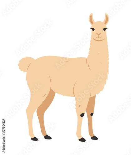 Lama ilustracja