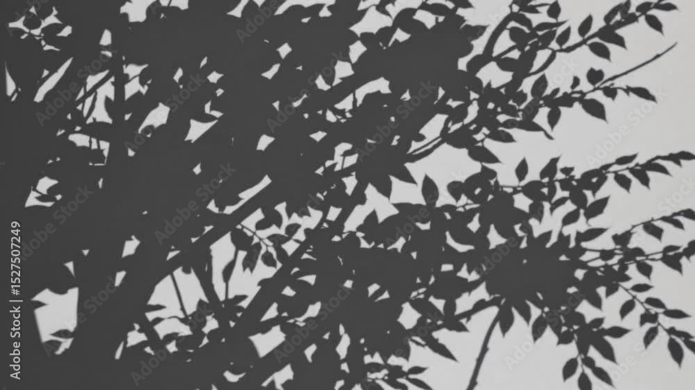 Gentle movement of leaf shadows on a wall in soft breeze. Gentle movement of leaf shadows on a wall in soft breeze.