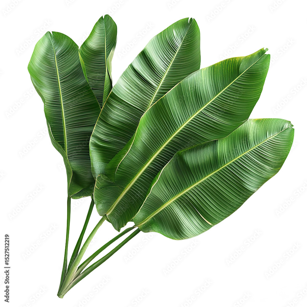 Fototapeta premium Tropical banana plant leaves cluster with natural texture and vibrant green color