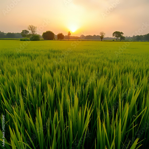 rice field at sunset