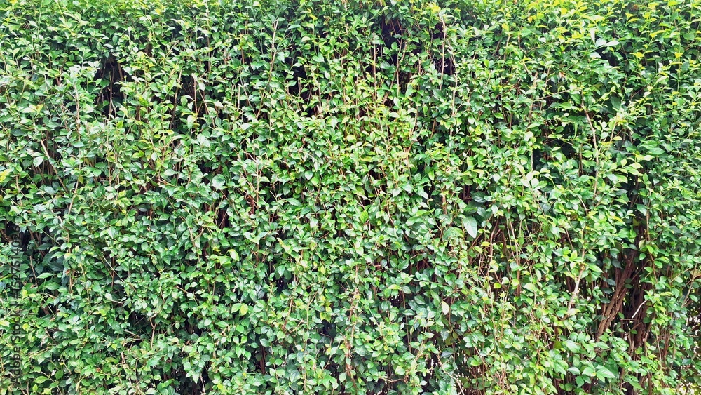 Detailed close-up of vibrant green Acalypha Siamensis hedge leaves (no people), offering a lush natural decorative backdrop and serving as a beautiful living fence Detailed close-up of vibrant green Acalypha Siamensis hedge leaves (no people), offering a lush natural decorative backdrop and serving as a beautiful living fence