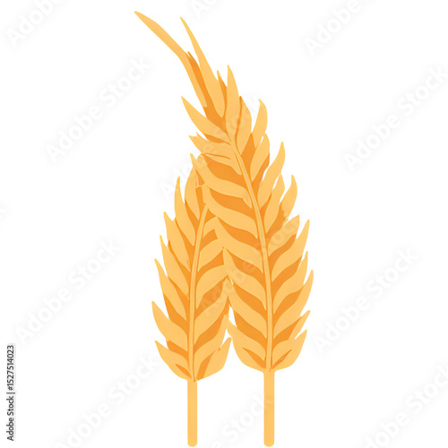 wheat ears isolated on white background