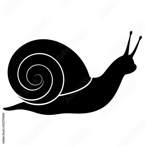 snail on white background