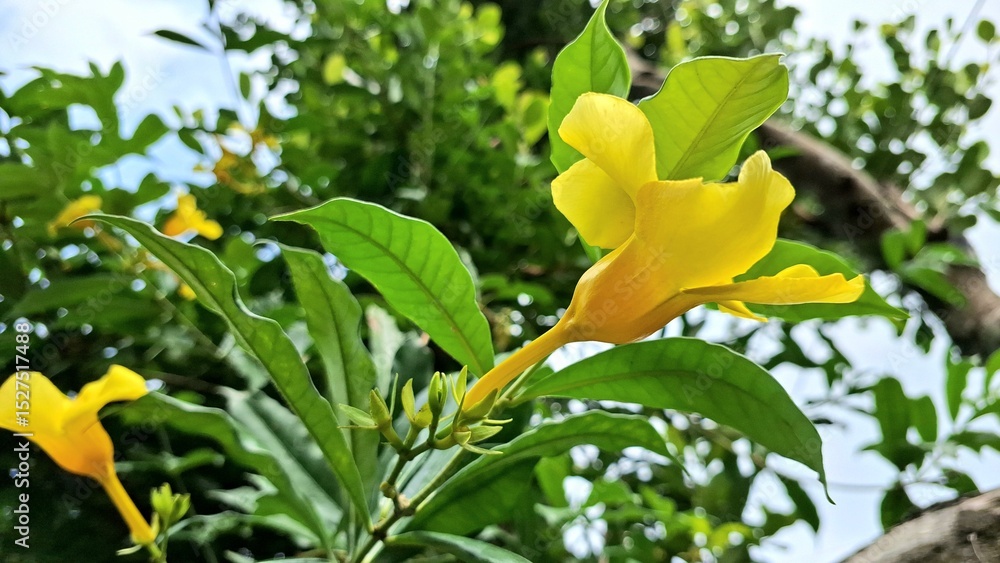 Obraz premium Golden Trumpet Flower or Allamanda Cathartica Blooming on Green Bush with Yellow Petals in Tropical Garden, Close-Up Nature Photography for Botany and Landscaping Design