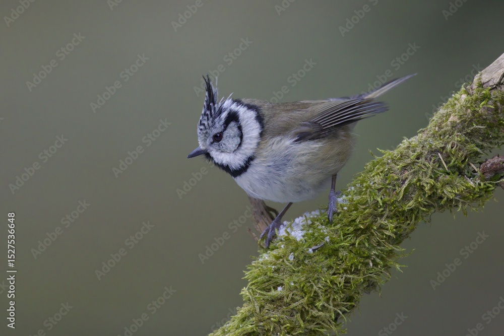Obraz premium The Crested Tit (Lophophanes cristatus) is a charming and distinctive small passerine bird belonging to the tit family. Its most striking feature, and what gives it its name, is erectile crest on head