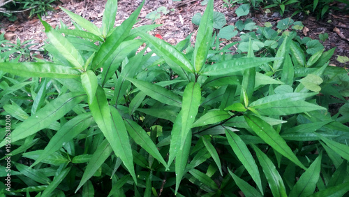 Medicinal Plant Justicia gendarussa has health benefits, Commonly known as Justicia or Gendarussa is a small branched shrub belonging to acanthaceae (Acanthus Family).