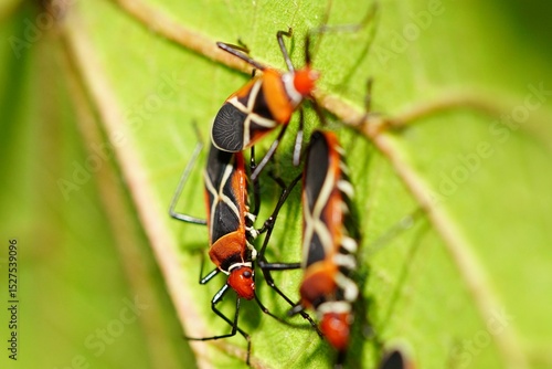 Wallpaper Mural Cotton stainer bugs on and beneath the leaf Torontodigital.ca