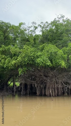 tropical forest river