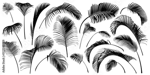 The black branches of the palm tree isolated on a white background. Desert and tropical houseplants. 
