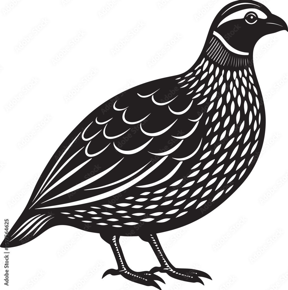 Fototapeta premium vector illustration of a bird