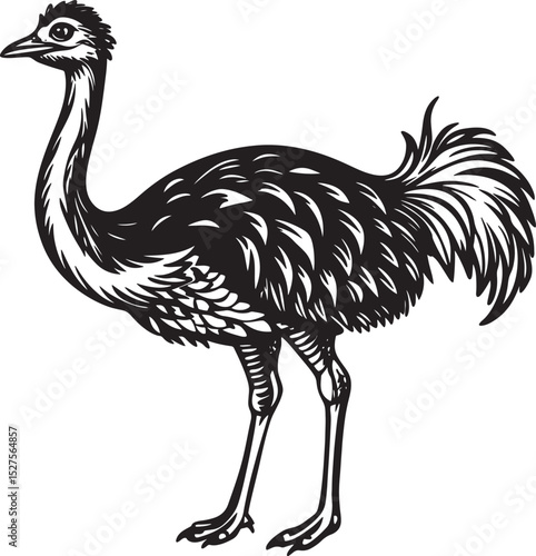 ostrich isolated on white