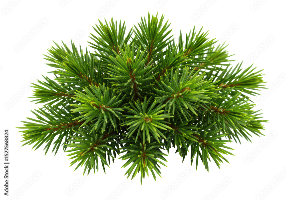 Isolated Fresh Green Spruce Fir Tree Branch Isolated Fresh Green Spruce Fir Tree Branch