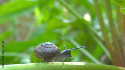 a snail crawls along a plant stem under the sun's rays and glare