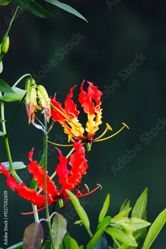 Flame lilies bloom with elegance