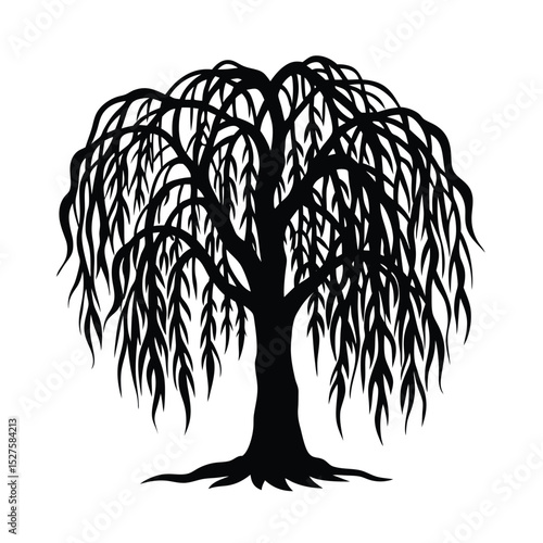 Willow Tree Drooping Branches Vector Illustration