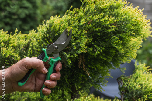 A gardener makes a decorative trimming of a juniper with pruning shears. Topiary pruning of evergreen plants in the garden.