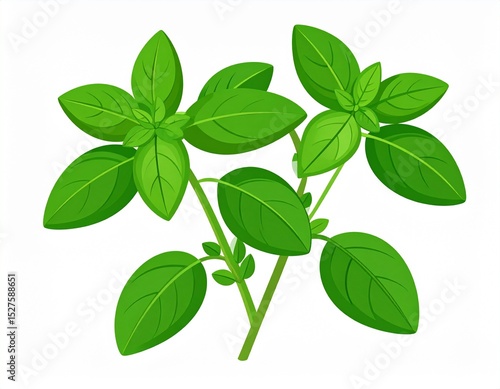 oregano as a vector file isolated on white
