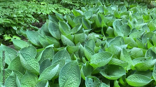 Green hosta plants growing densely in a shaded garden area  