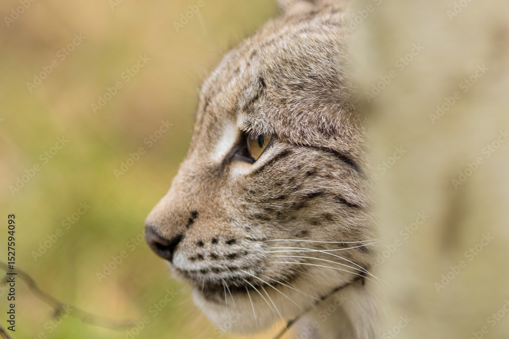 Fototapeta premium lynx, portrait, snout, muzzle, eue, whiskers, hidden, high quality, lynx lynx, eurasian