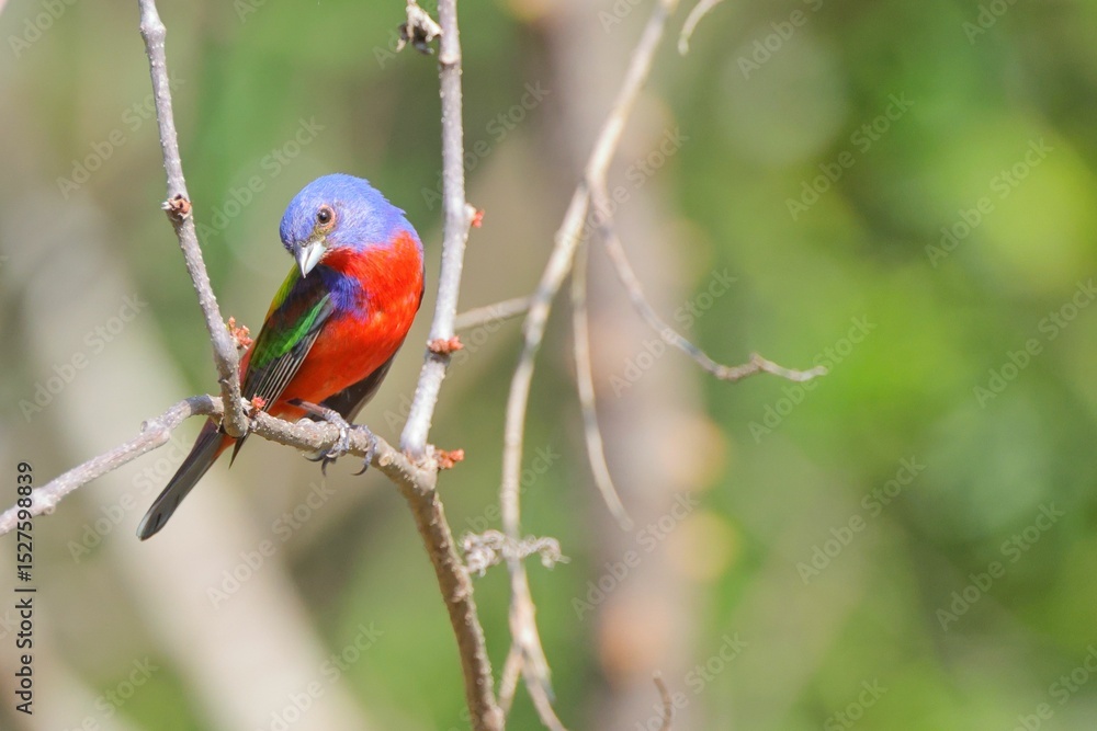 Fototapeta premium Vibrant Painted Bunting on a Branch