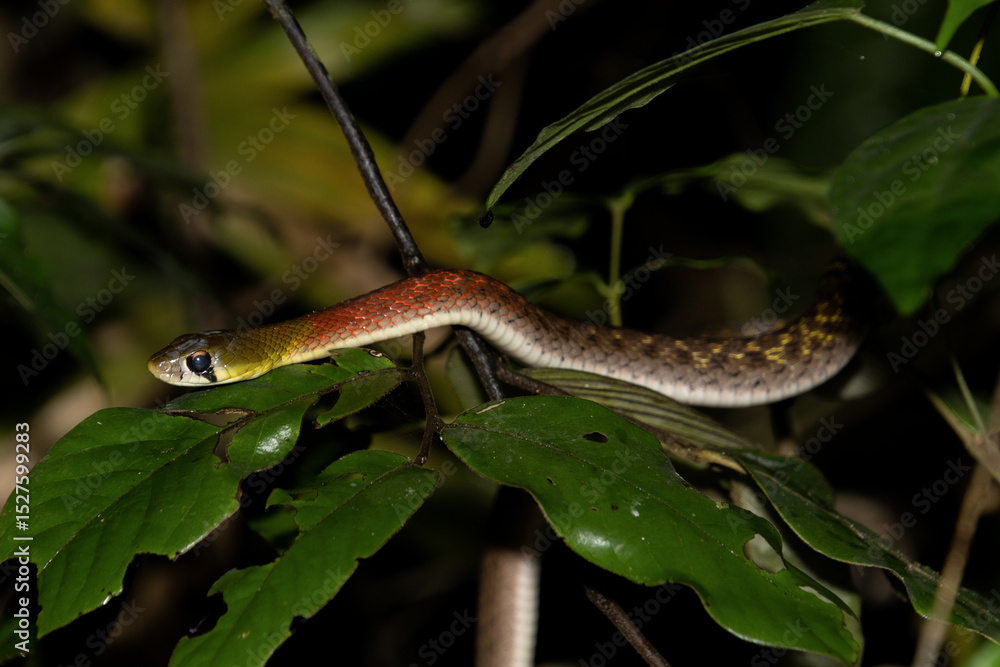 Naklejka premium red-necked keelback (rhabdophis siamensis)