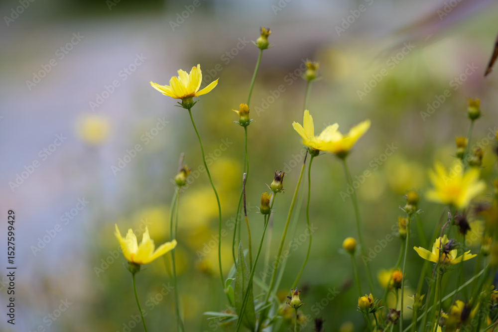Fototapeta premium field of vibrant yellow tickseed flowers basks in the warm sunlight. The delicate petals of each flower