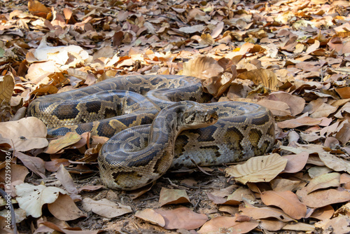 Burmese Python (Python bivittatus) on forest floor