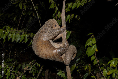 wild Sunda Pangolin (Manis javanica) climbing tree in forest