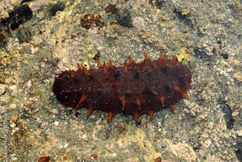 ナマコ　海辺の生物　干潮時