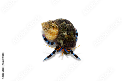 ヤドカリ　ユビワサンゴヤドカリ  白バック