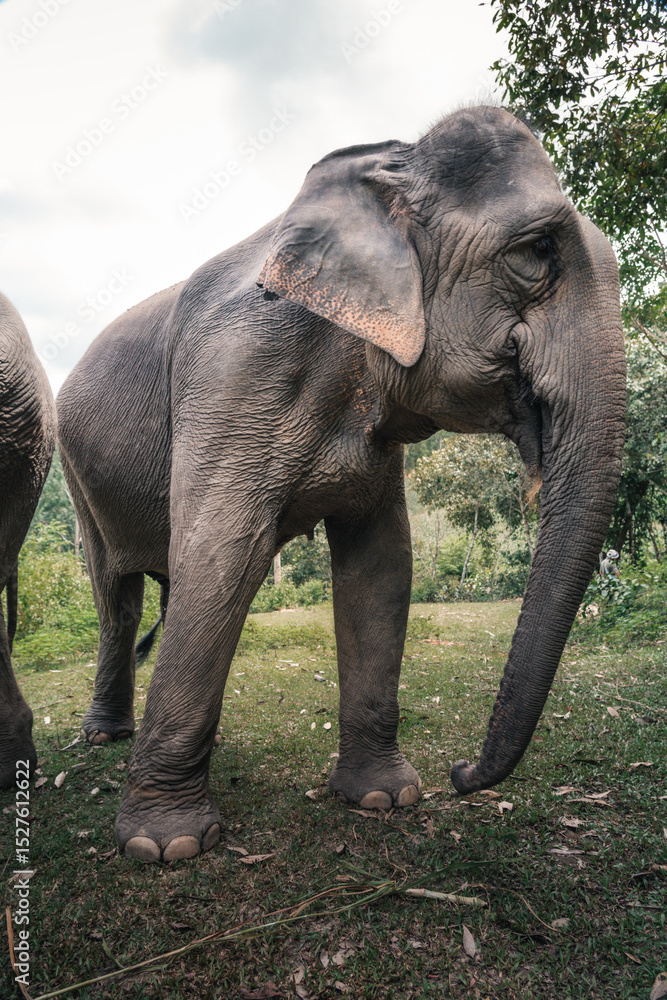 Obraz premium elefantes tailandia
