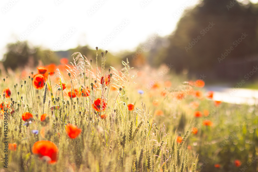 Fototapeta premium Bright red poppy flower blooming next to golden wheat ears on a vibrant field with purple wildflowers in soft sunlight. Natural rural summer scene.