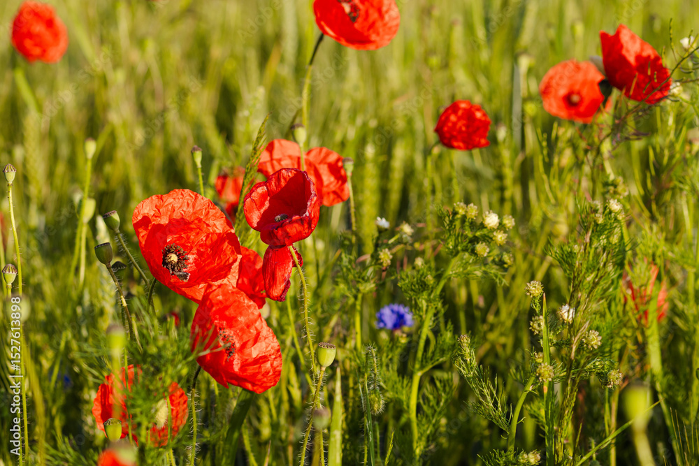 Fototapeta premium Bright red poppy flower blooming next to golden wheat ears on a vibrant field with purple wildflowers in soft sunlight. Natural rural summer scene.