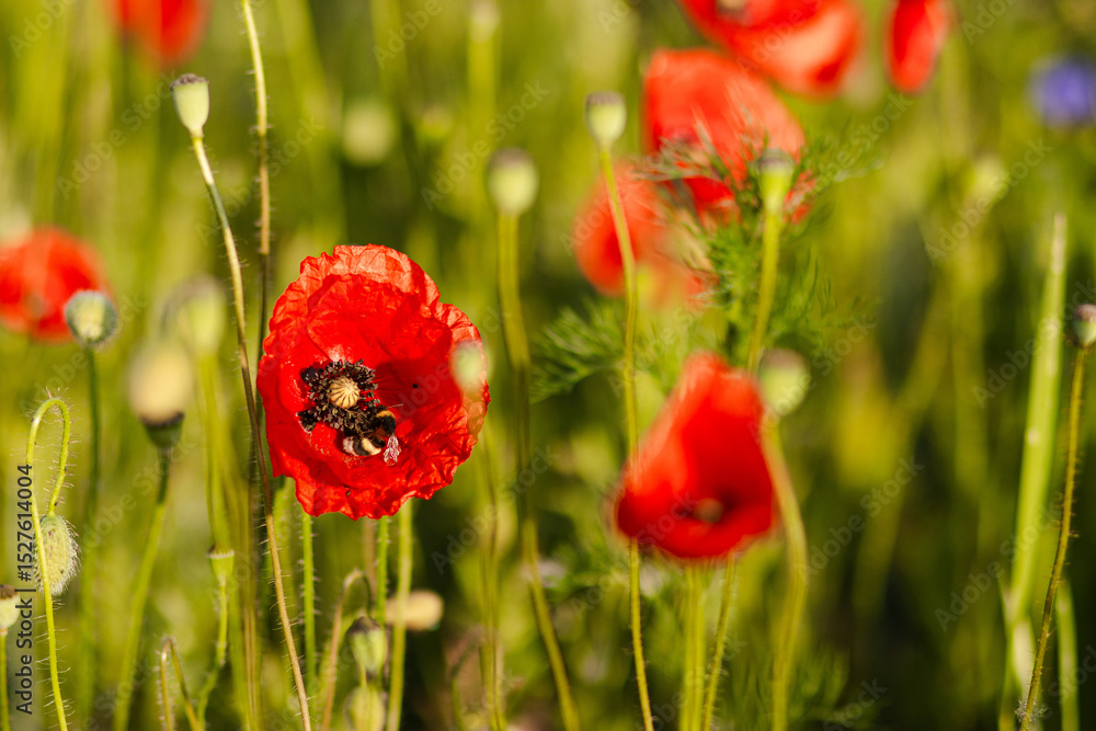 Fototapeta premium Bright red poppy flower blooming next to golden wheat ears on a vibrant field with purple wildflowers in soft sunlight. Natural rural summer scene.