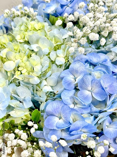 Hydrangea 