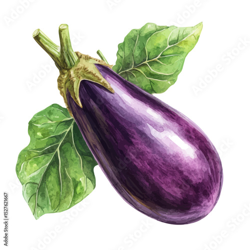 watercolor vector of Eggplant, high quality, isolated on a white background.