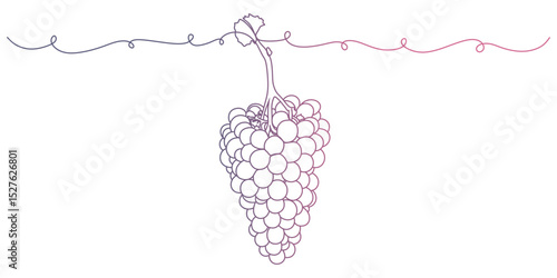 Color‑Gradient Grape Bunch on Vine – Continuous Line Vector Illustration