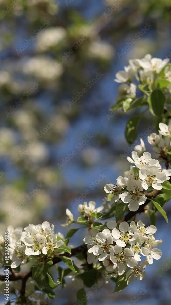 Pear blossom. Tree blooming with white flowers against blue sky. Spring. White flowers on pear. Nature background. Fruit tree blossom. White flowers. Branch of blossoming pear. Spring background Pear blossom. Tree blooming with white flowers against blue sky. Spring. White flowers on pear. Nature background. Fruit tree blossom. White flowers. Branch of blossoming pear. Spring background
