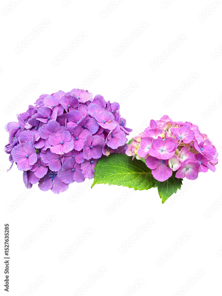 Obraz premium 雨上がりの紫陽花D
