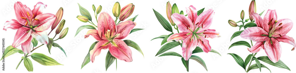 Obraz premium Pink Lily Flowers Vector Illustration on White Background