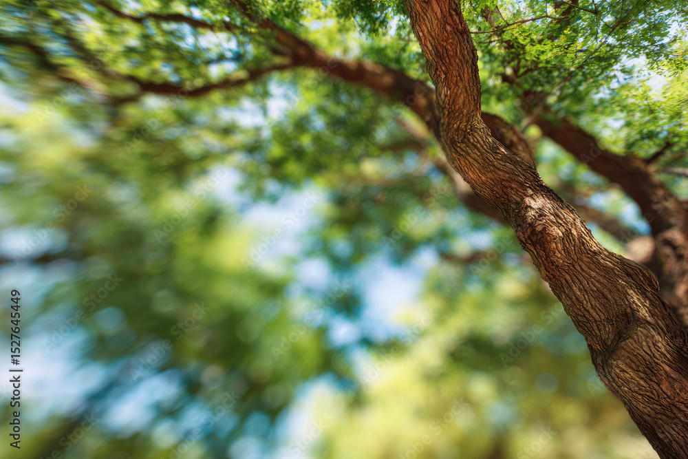 Fototapeta premium Sunlit tree canopy with textured trunk is captured from below, creating serene and natural atmosphere. blurred background enhances focus on tree details