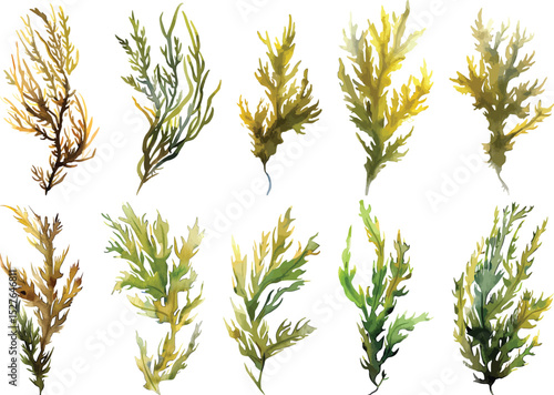 Seaweed Vector Illustration, Watercolor Style on White Background
