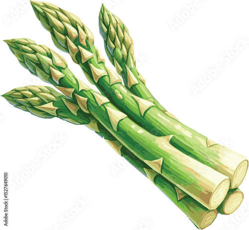 Vector watercolor painted illustration of an asparagus