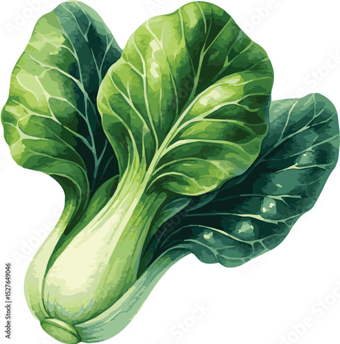 Vector watercolor painted illustration of a bok choy2