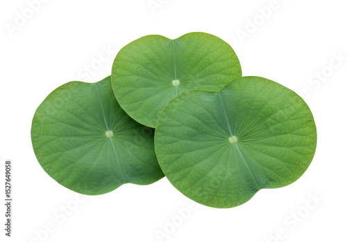 Isolated Three Bright Green Lotus Leaves