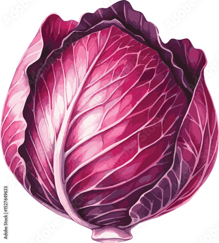 Vector watercolor painted illustration of a red cabbage